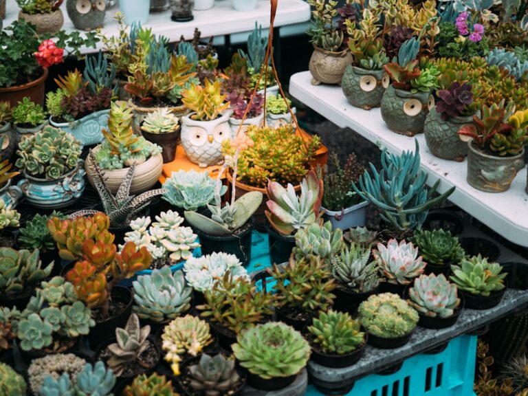 indoor succulents for beginners
