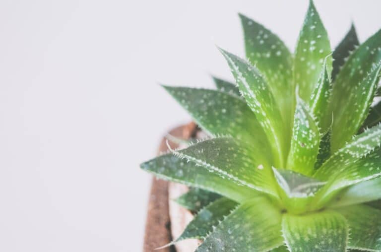 aloe vera plant care indoors