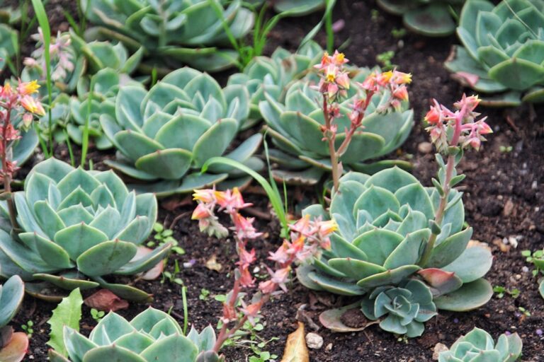 echeveria leaf propagation
