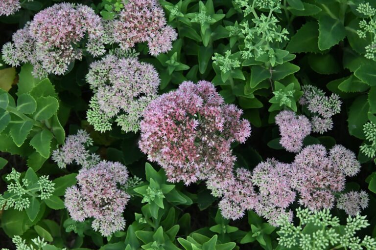 autumn joy sedum care