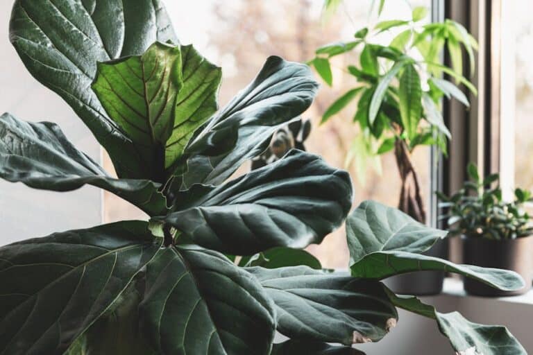 best large houseplants