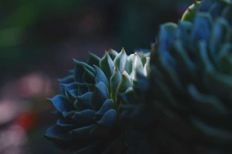 succulents low light