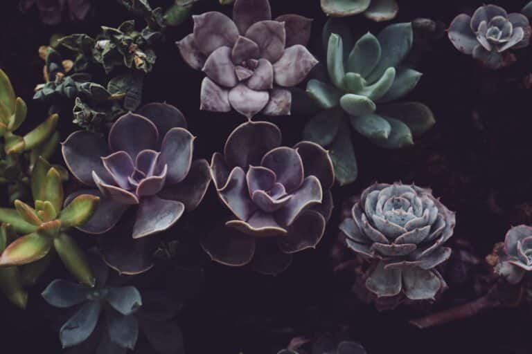 low light succulents