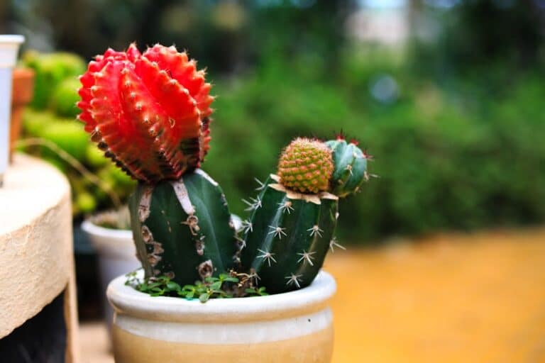 apple cactus care